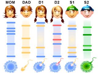 DNA Parent/Sibling Matching http://www.scq.