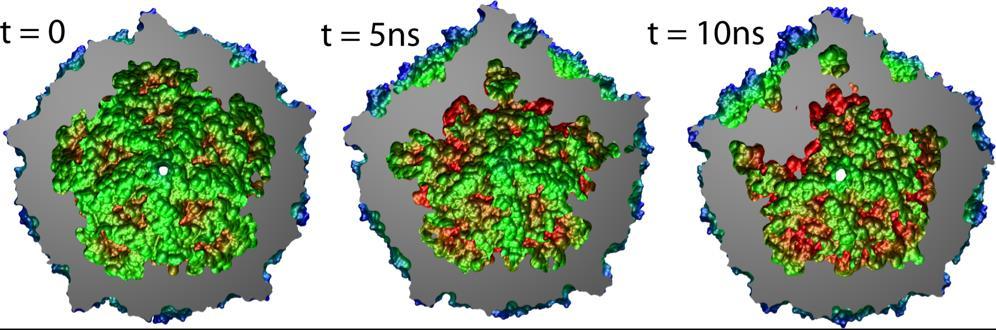First Simulation of a Virus Capsid (2006) Satellite Tobacco Mosaic Virus (STMV) First MD simulation of a complete virus capsid STMV smallest available capsid structure STMV simulation,