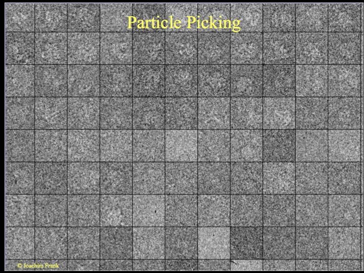 Particle picking results In reality, you ll have snapshots of at least 10,000 different particles,