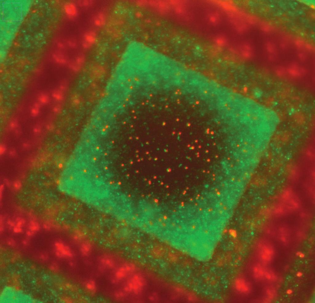 Leica EM Cryo CLEM Results 7 Results Fig 1: Multi Fluorescence cryo LM overview image of grid square. Transport vesicle with Fig. 2: Cryo TEM overview image of grid square.