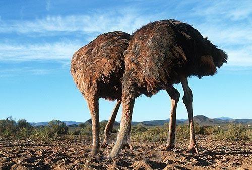 The ostrich algorithm Pretend there is no problem Reasonable if deadlocks occur very rarely cost of prevention is