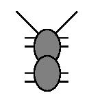 Let s build an Ant Sensors: Antennae (L,R) 1 when in contact Actuators: