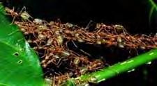 ago Easier to make ants than humans Small, simple, swarm!