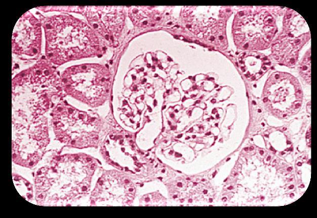 Visible Light Images Pathology VL Microscopic Image VL Slide-Coordinates Microscopic Image VL Whole Slide