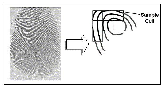 Finger Pattern / The standard specifies a method of creating biometric templates of fingerprint biometric information using ridge pattern measurements