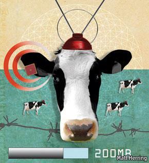 The World of IoT On average, each cow generates