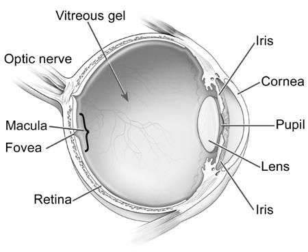 General Introduction Macular Degeneration (MD or AMD) causes a patient s central field of vision to be spatially distorted.