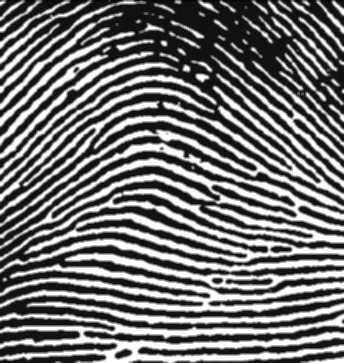 Classification of Fingerprint Images Lin Hong and Anil Jain Department of Computer Science, Michigan State University, East Lansing, MI 48824 fhonglin,jaing@cps.msu.