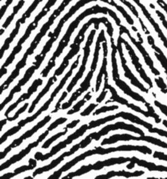 Fingerprint classification, which refers to assigning a fingerprint image into a number of pre-specified classes, provides a feasible indexing mechanism.