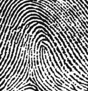 A fingerprint classification algorithm requires a robust feature extractor which should be able to reliablely extract salient features from input images.