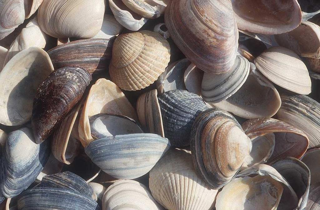 Shells and