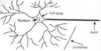How the Human Brain learns 4 In the human brain, a typical neuron collects signals from others through a host of fine structures called dendrites.