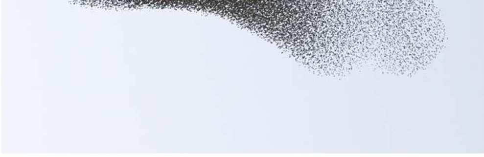 com/2007/07/swarms/swarms-photography Harmonious Flight The ability of animal