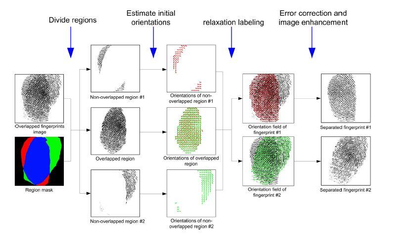 2.Initial orientation field estimation: By using Local Fourier analysis method the initial orientation field of the given overlapped fingerprint image is estimated. 3.