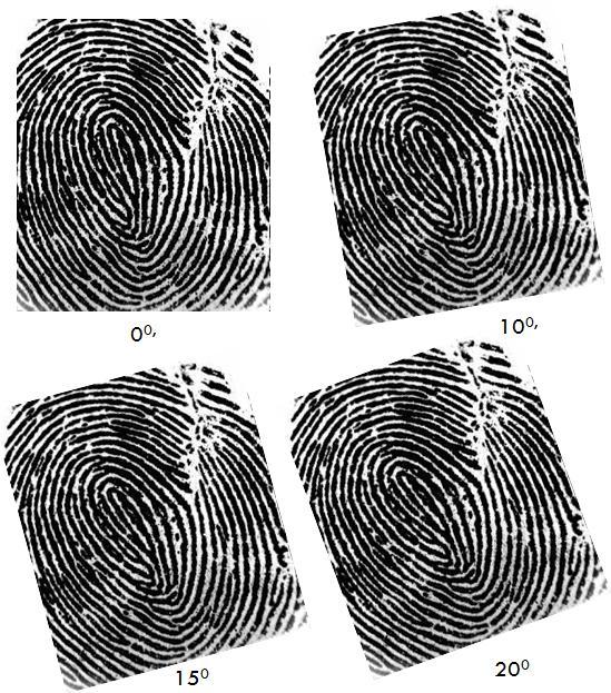 examples of occluded (partial) fingerprint images are shown in Figure 10. We have experimented by considering partial fingerprint with 5%, 10%, 15%, 20%, 25%, 30% and 40% occlusion.