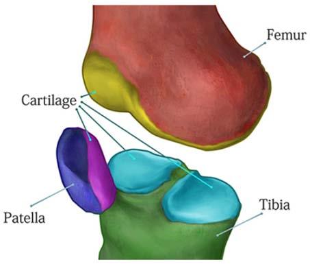 3 Knee Joint Anatomy Three knee