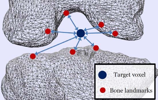 35 Distance-Based Features (2) Distances to densely registered bone landmarks We measure the distance from a voxel to each landmark on the joint bone mesh z ζ is