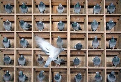 The Pigeonhole Principle Examples Suppose there is a flock of 36 pigeons and a set of 35 pigeonholes Each pigeon wants to sit in its own hole But since there are less holes than there are pigeons,