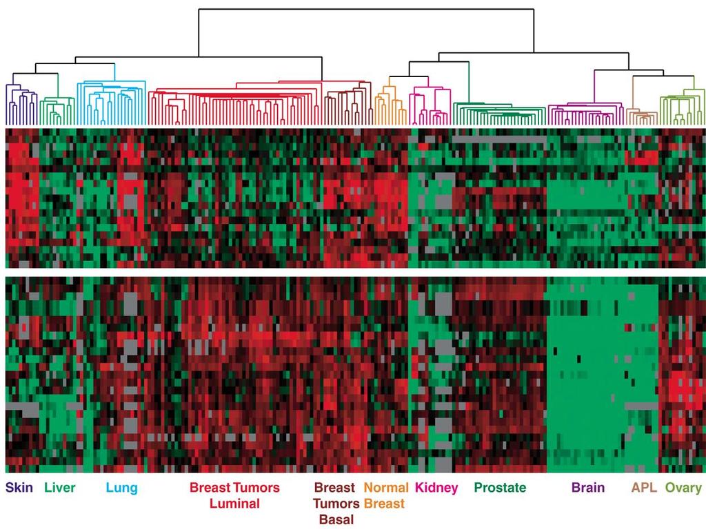 Dendrogram of Cancers in Human Tumors in similar tissues cluster together.