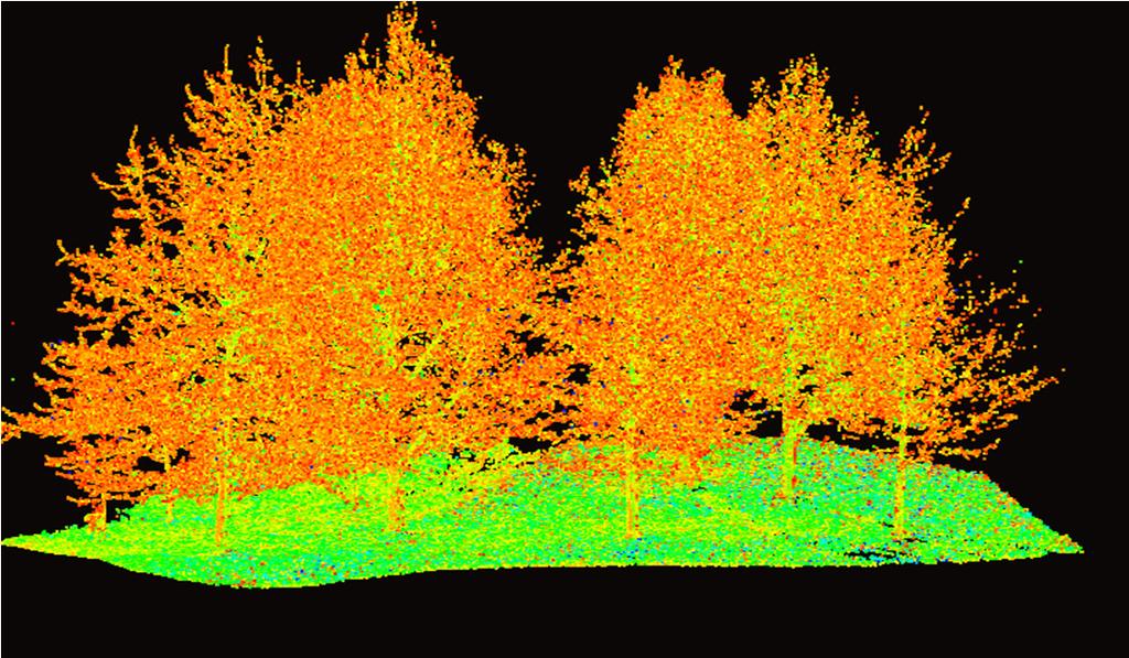 All scans were accurately co-registered and the trees were mapped from this merged multiscan point cloud (Fig. 3).
