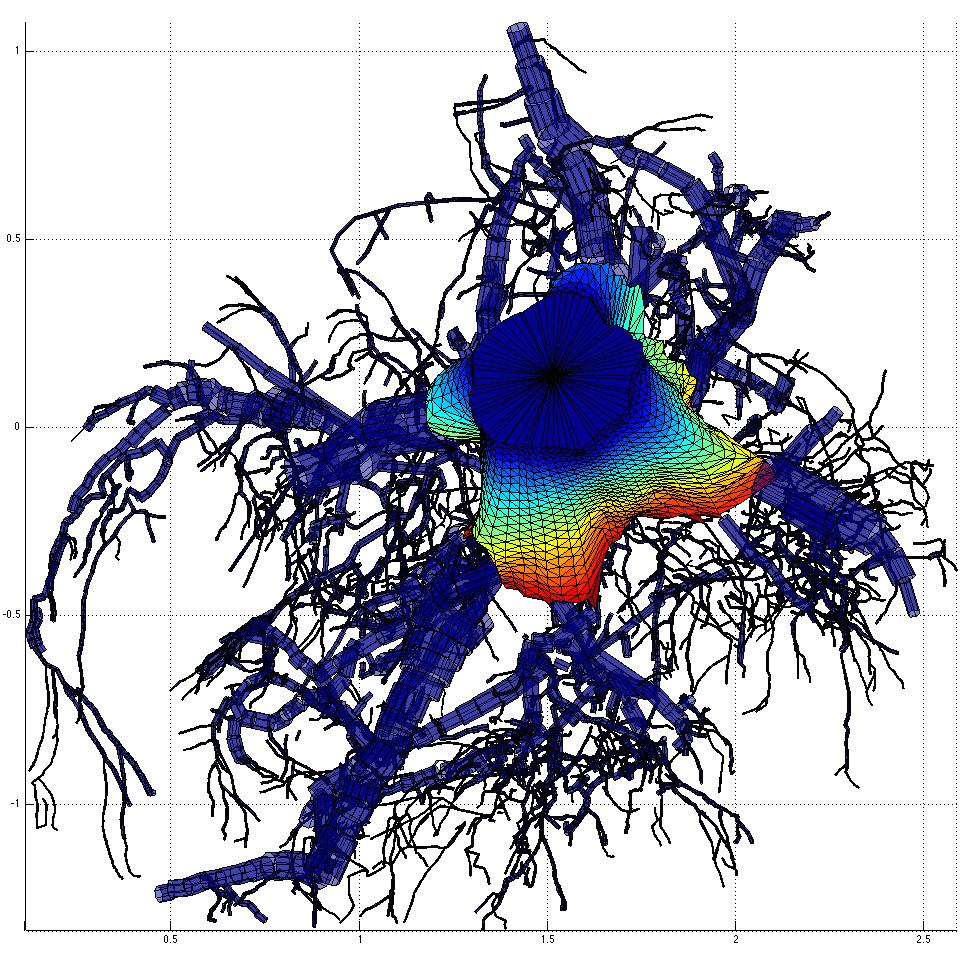 Below-ground biomass and structure Stump-root systems of big trees were uprooted and cleaned, then scanned! Hybrid QSM! triangulation for the stump! cylinders for the roots! Smith et al. (2014).