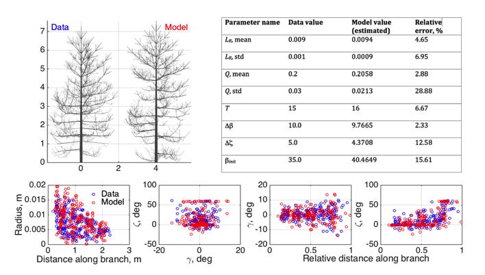 Functional structural tree models Stochastic Structure Models (SSM)! FSTMs with randomness by considering some parameters as distributions!