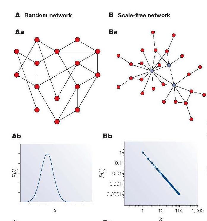 Most biological systems are not organized randomly A network whose degree distribution more or