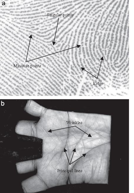 The inner surface of the palmprint mainly contains three flexion creases, secondary creases and ridges as shown in fig 2 [13].