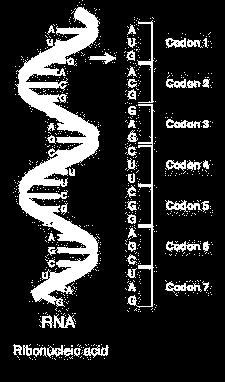 Nucleic acid sequence Three most important molecules for all form of life: DNA, RNA and Protein Nucleotide: Biological molecules Building blocks of DNA and RNA Nucleic acid sequence: Succession of