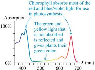 Colored Filters and Colored Objects The figure below shows the absorption curve of chlorophyll, which is essential for photosynthesis in