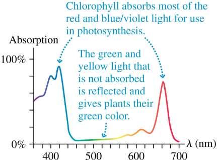 Colored Filters and Colored Objects The figure below shows the absorption curve of chlorophyll, which is essential for photosynthesis in green plants.