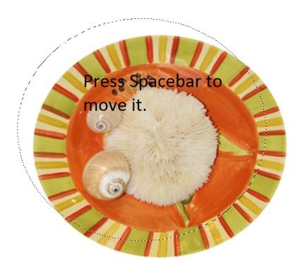 Carefully release the spacebar (but not the mouse button) and continue to drag to make the size and shape of the selection match the oval plate of shells as closely