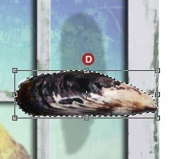 8 If necessary, select the Move tool and drag to reposition the mussel, leaving a shadow to match the others.