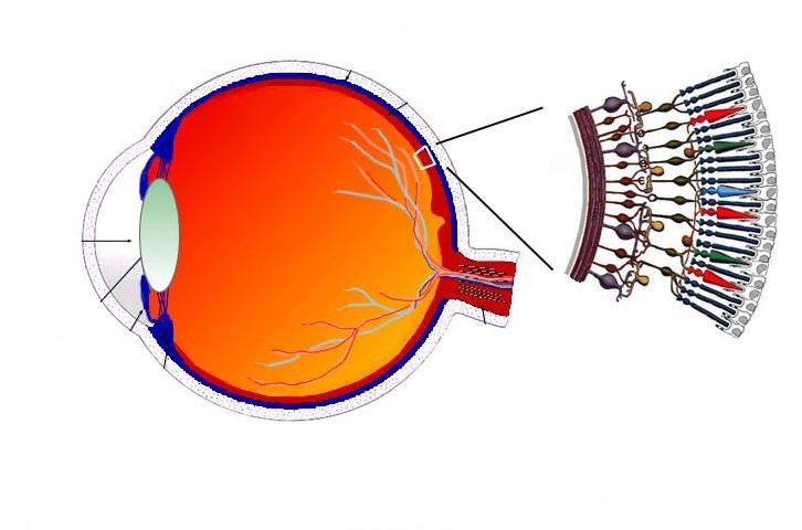 Sclera Choroid Retina Cornea Pupil Light Lens
