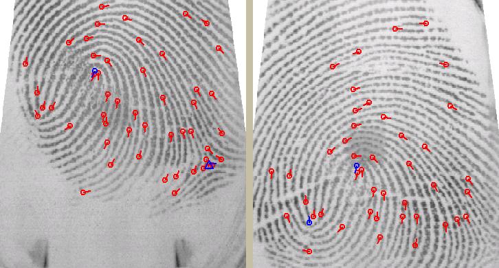 AFIS Stages Compare Fingerprints