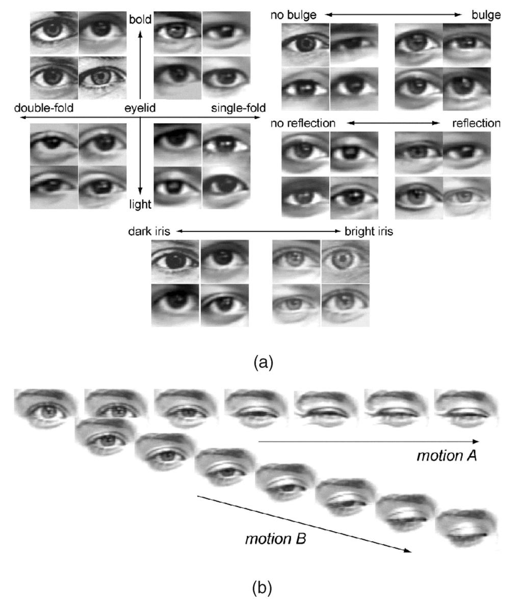 MORIYAMA ET AL.: METICULOUSLY DETAILED EYE REGION MODEL AND ITS APPLICATION TO ANALYSIS OF FACIAL IMAGES 739 Fig. 2. Multilayered 2D eye region model. 2.1.