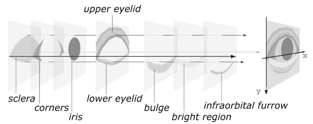 When curve1 and curve2 coincide (d u ¼ 0), the upper eyelid appears to be a uniform region, which we refer to as a single eyelid fold. Single eyelid folds are common in East Asians.