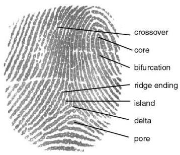 1.1.1. Fingerprint Biometrics Fingerprints are unique for each finger of a person including identical twins. One of the most Instead; only a touch provides instant access.