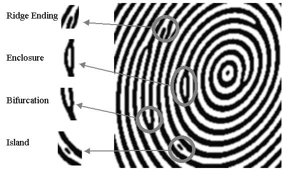 Biometrics: distinct features Example: Fingerprints identify minutia Arches Loops Whorls Ridge