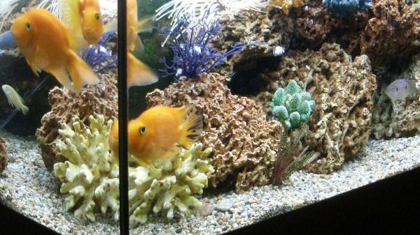 Fish Tank Hacks Casino UNCLASSIFIED Hackers attempted to acquire data from a North American casino via an Internetconnected fish tank Tank had sensors connected to a PC that