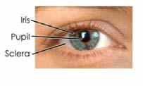 Cornea Pupil Iris Fovea