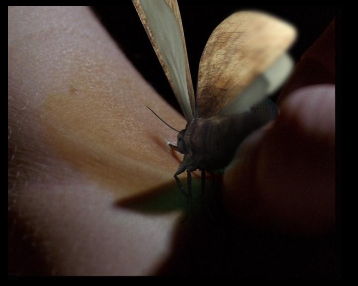 A realistic moth Another scene in early development shows a close-up of a moth trapped between the fingers of the nurse The moth suddenly freezes and