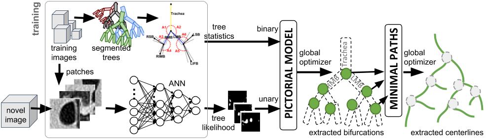 Globally-Optimal Anatomical Tree Extraction 3 Fig. 1: An overview of the proposed method. (ANN) derived unary term and a geometrical statistics based binary term.