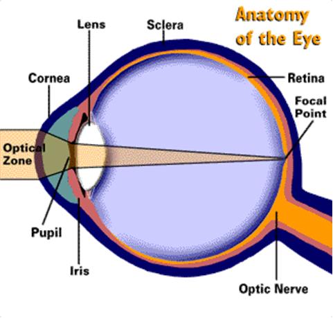 The Human Eye &