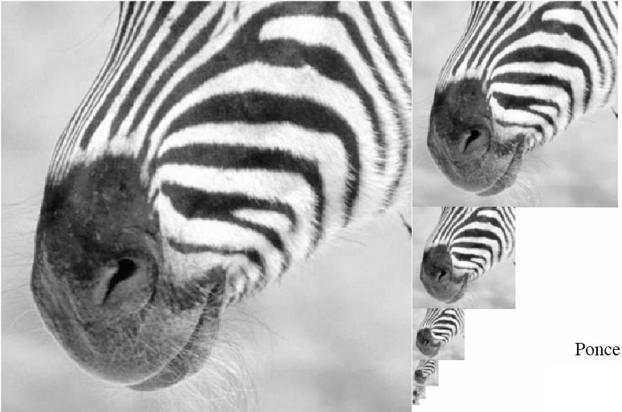 a stripe in the smallest image, the animal s
