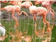 64M entities (DBPedia) Flamingo Picture Picture Miami San