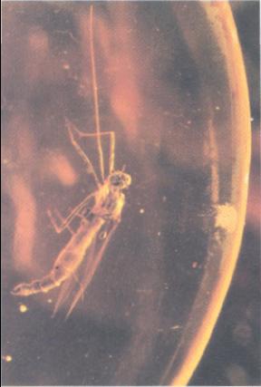 Example: Mosquito in Amber A mosquito is embedded in amber with an index of refraction of.6. ne surface of the amber is spherically convex with a radius of curvature 3.0 mm.