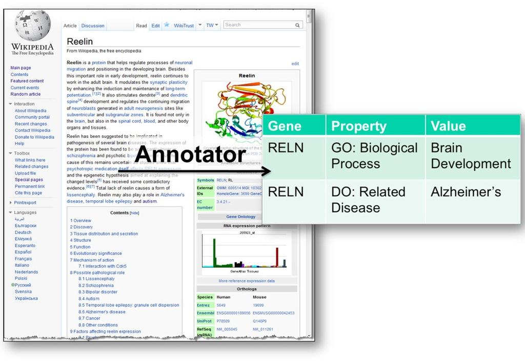 Page 8 of 10 Figure 7 GeneWiki Text from the GeneWiki article, in this example for the glycoprotein Reelin, is used as input to the Annotator Web service to identify ontology terms from the Gene