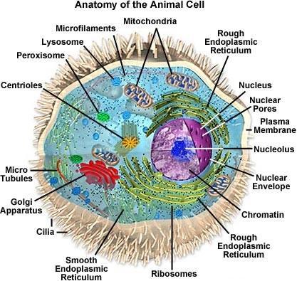 Biological Background (1) The cell Every animal