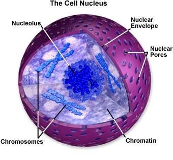 this all is the cell nucleus The nucleus